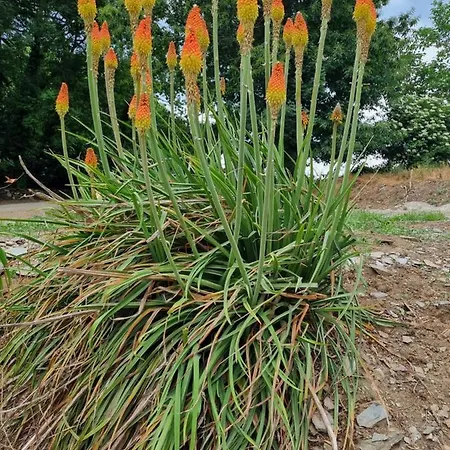 L'oeil De Carcassonne בית נופש