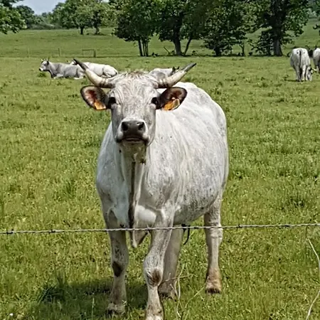 L'oeil De Carcassonne בית נופש *