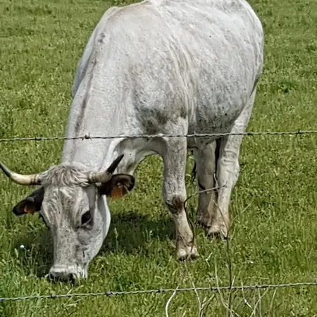 L'oeil De Carcassonne בית נופש *