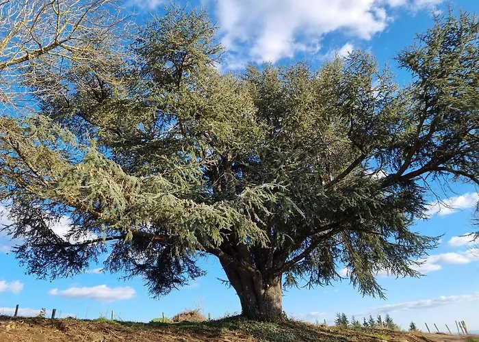 Hébergement de vacances L'oeil De Carcassonne Caudebronde