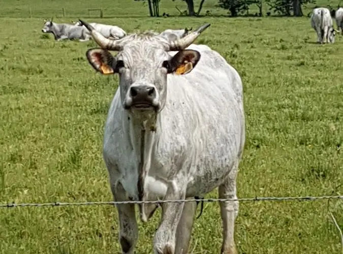 L'oeil De Carcassonne Ferienhaus *