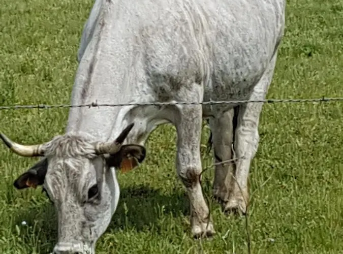 L'oeil De Carcassonne Ferienhaus *